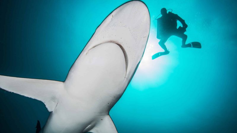 shark attack shark bite first aid for bull sharks