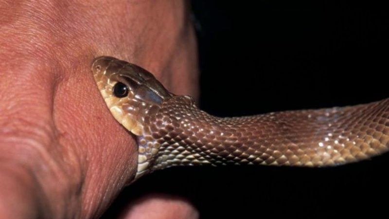 venomous snakebite treatment