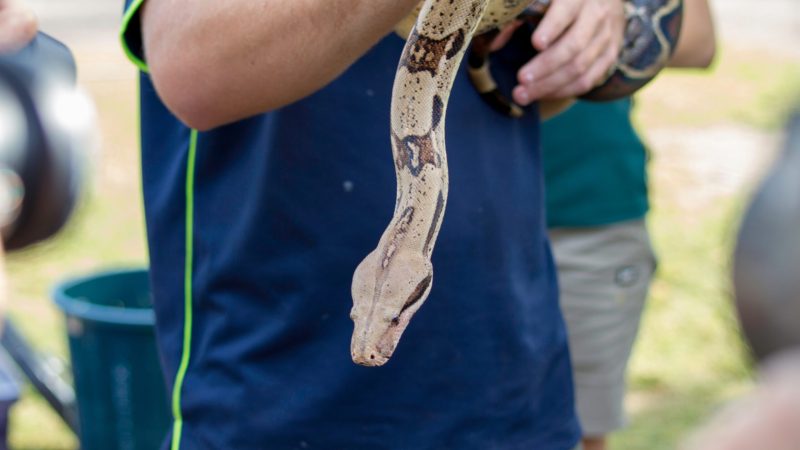 snake-handler-at-zoo-holding-a-snake on world snake day