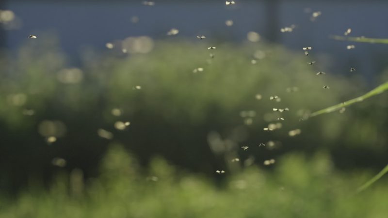 midge bites