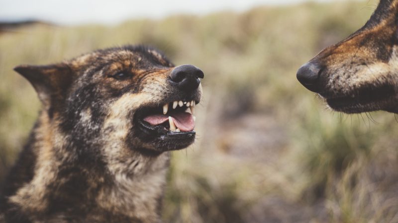 Two wolves roaring on each other rabies
