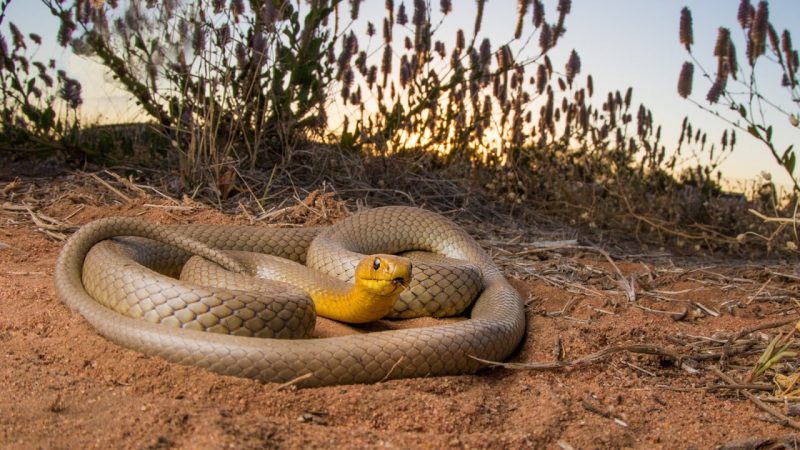 western brown snake (gwardar)