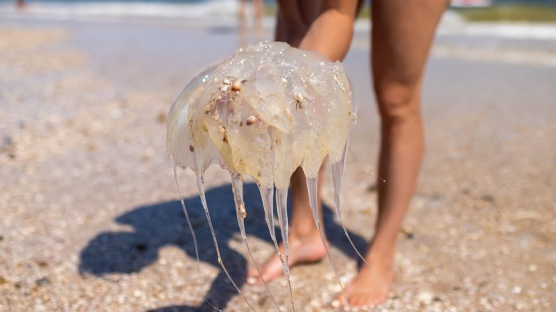 Woman holding jellyfish sting while standing on the coast