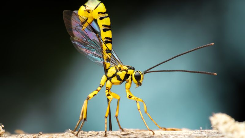 wasp sting